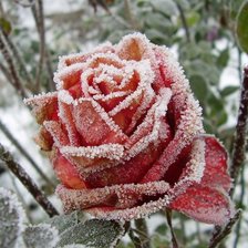 Схема вышивки «роза зимой»