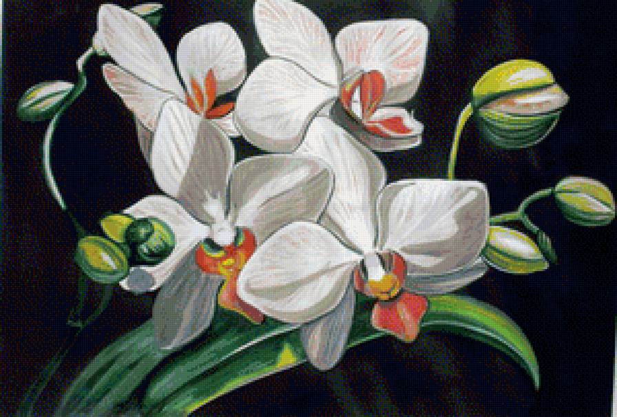 Белые орхидеи - орхидеи, цветок, цветы - предпросмотр