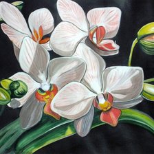 Оригинал схемы вышивки «Белые орхидеи» (№1164468)