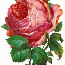 Оригинал схемы вышивки «винтажная роза» (№1164909)