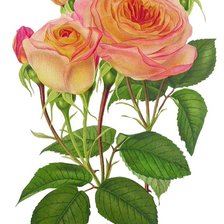 Оригинал схемы вышивки «Роза чайная» (№1165185)