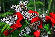 бабочки на цветах - оригинал