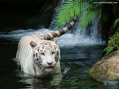 Тигр - кошки, озеро, лес - оригинал