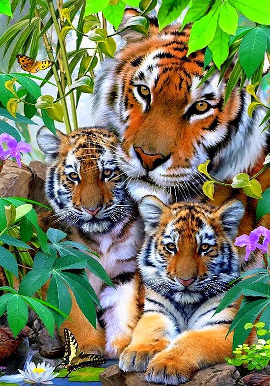Семья тигров - природа, дикие кошки, животные, тигрята - оригинал