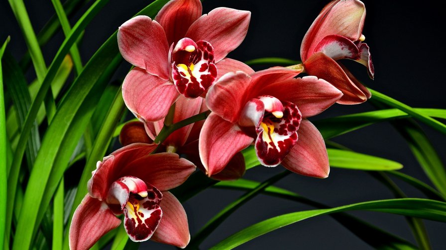 орхидеи - орхидея - оригинал