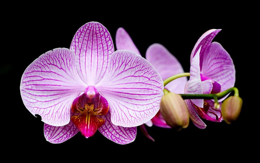 орхидея - орхидея - оригинал
