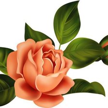 Оригинал схемы вышивки «розы» (№1170510)