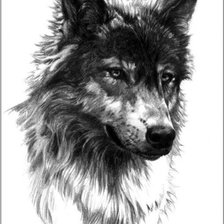 Оригинал схемы вышивки «Волк» (№1170605)