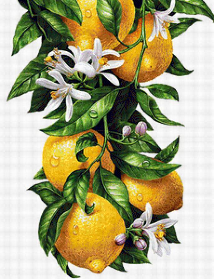 Лимоны - на кухню, лимон, цитрус - предпросмотр