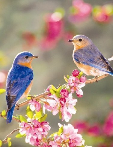 птицы - лето, птицы, цветы - оригинал