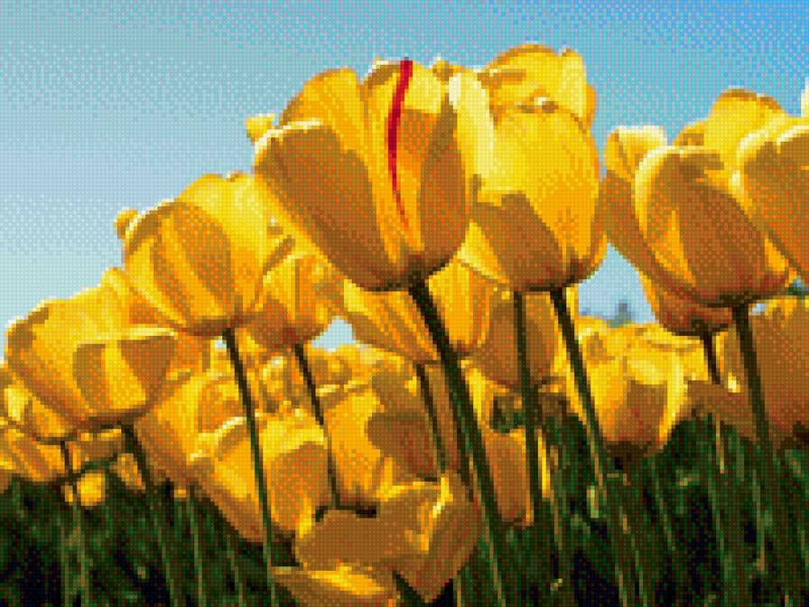 Тюльпаны - тюльпаны, яркие цвета, цветы - предпросмотр