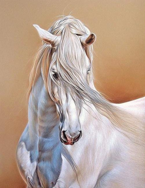 Белая лошадка - белая лошадь, кони, лошади, животные - оригинал