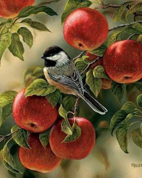 Яблоневый гость - яблоки, птичка - оригинал