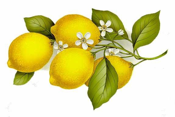 лимоны - фрукты, лимон, натюрморт, цитрусовые - оригинал