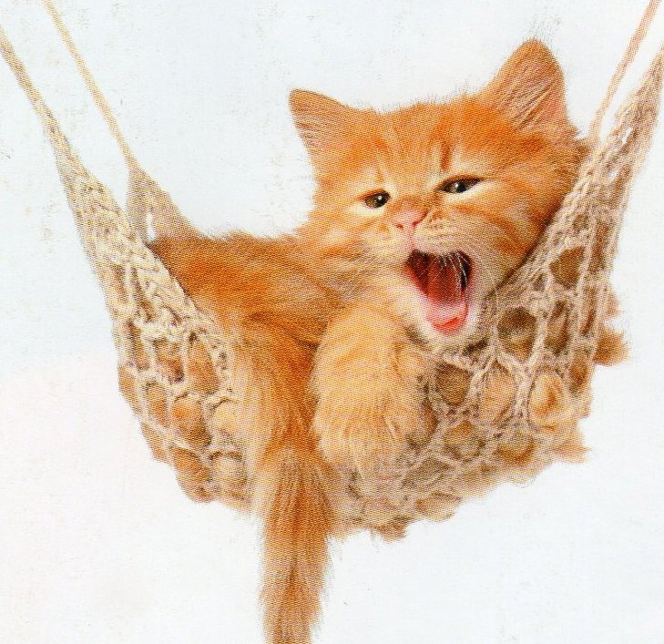 Котенок в гамаке - рыжий котенок, котенок в гамаке - оригинал