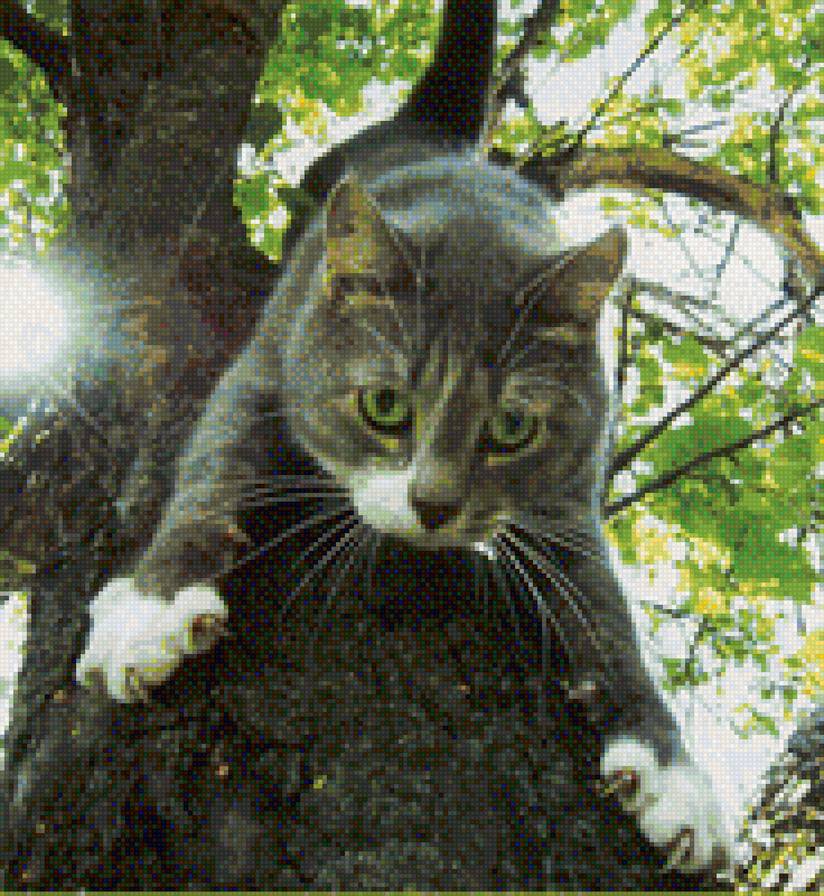 кот на дереве - кот в листве, кот на дереве, серый кот - предпросмотр
