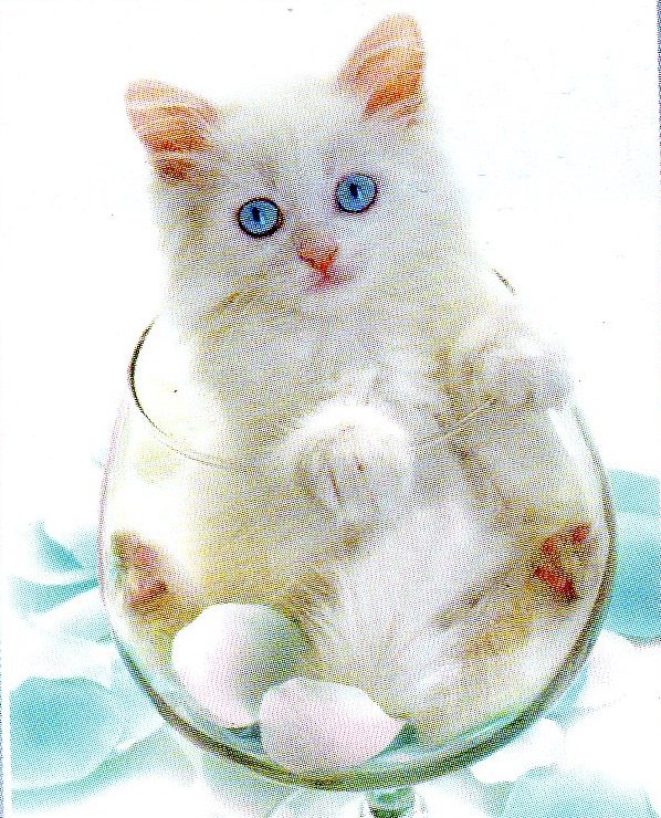котенок в бокале - бокал, белый котенок - оригинал