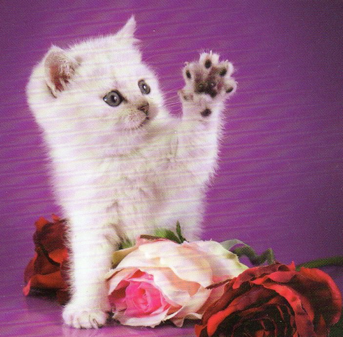 котенок с розами - белый котенок, котенок, розы. - оригинал