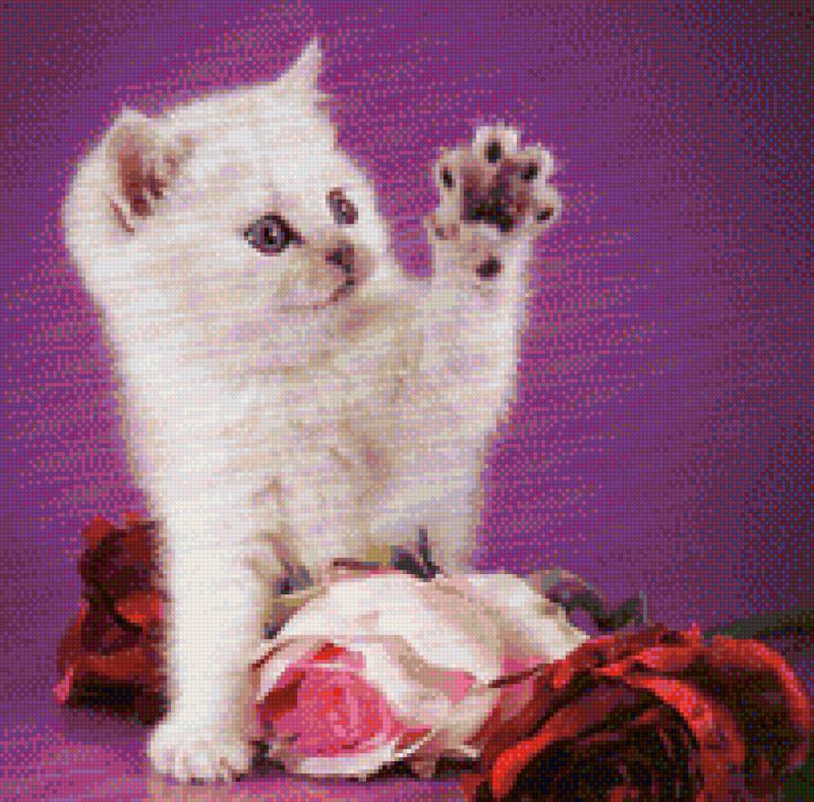 котенок с розами - розы., котенок, белый котенок - предпросмотр