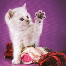 котенок с розами
