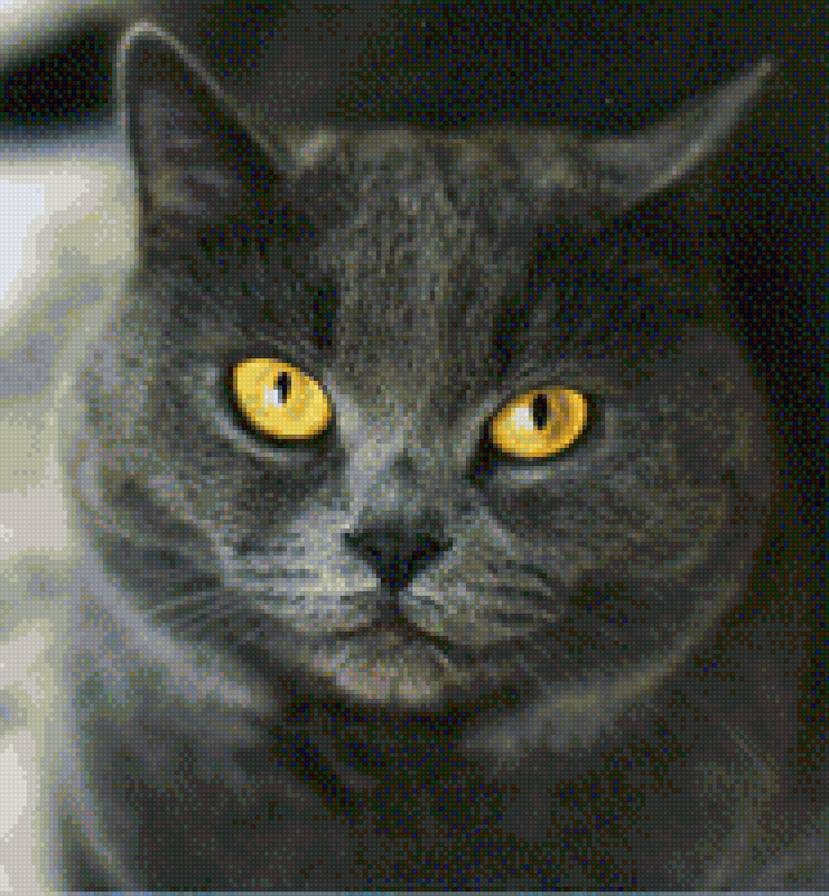 британский голубой кот - британский голубой, серый кот, британец - предпросмотр