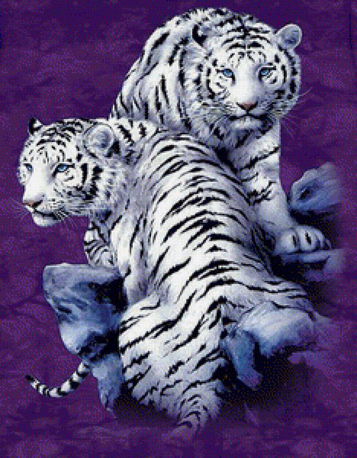 белые тигры - тигры, животные - предпросмотр