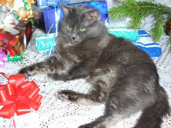 Серый котик - домашние питомцы, серый котик, тимка, кот, вышивка крестом - оригинал