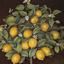 Схема вышивки «лимонное дерево»
