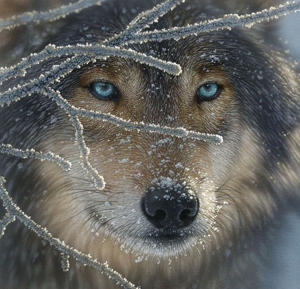 Взгляд хищника - взгляд волка, голубые глаза, волк, глаза, взгляд хищника, животные - оригинал