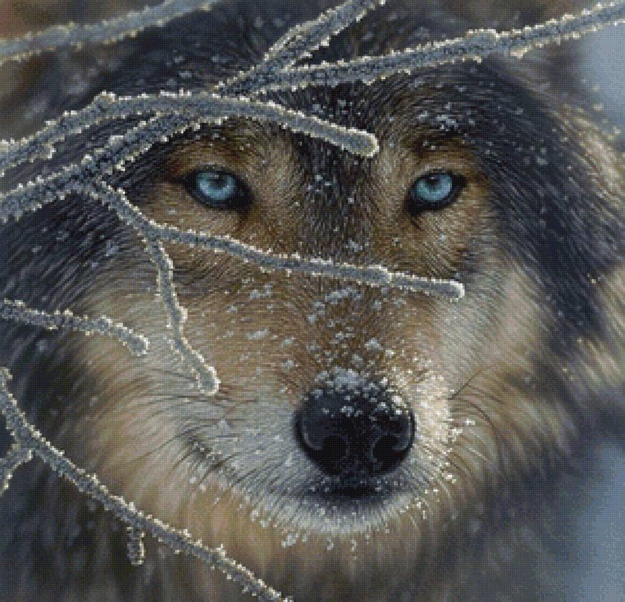 Взгляд хищника - взгляд хищника, голубые глаза, животные, волк, глаза, взгляд волка - предпросмотр