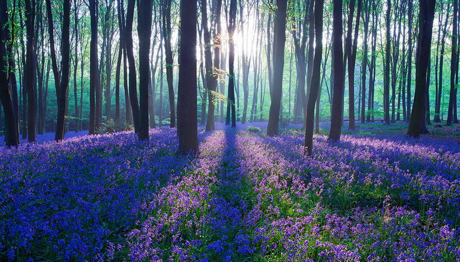 Синие пролиски - лес, пейзаж, цветы, весна - оригинал