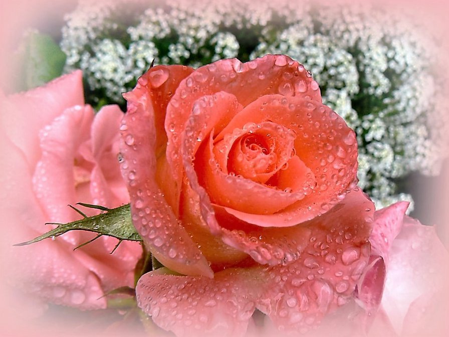 Самые Красивые Цветы Поздравления Гифки