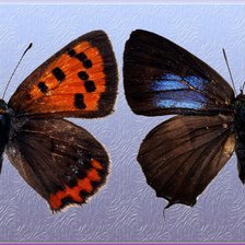 Оригинал схемы вышивки «Бабочки 2» (№1179596)