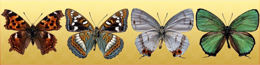 Бабочки 3 - оригинал