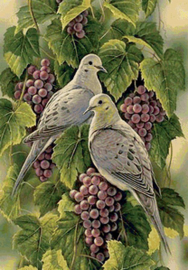 Пара голубей - птицы, ягоды, виноград, голуби - предпросмотр