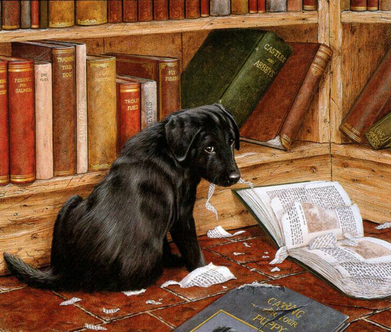 Зачитался - щенок, книги, животные, собаки, домашний любимец, домашний питомец - оригинал