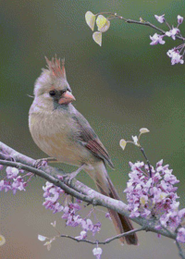 птица на ветке - кустарник, птица, цветы - предпросмотр