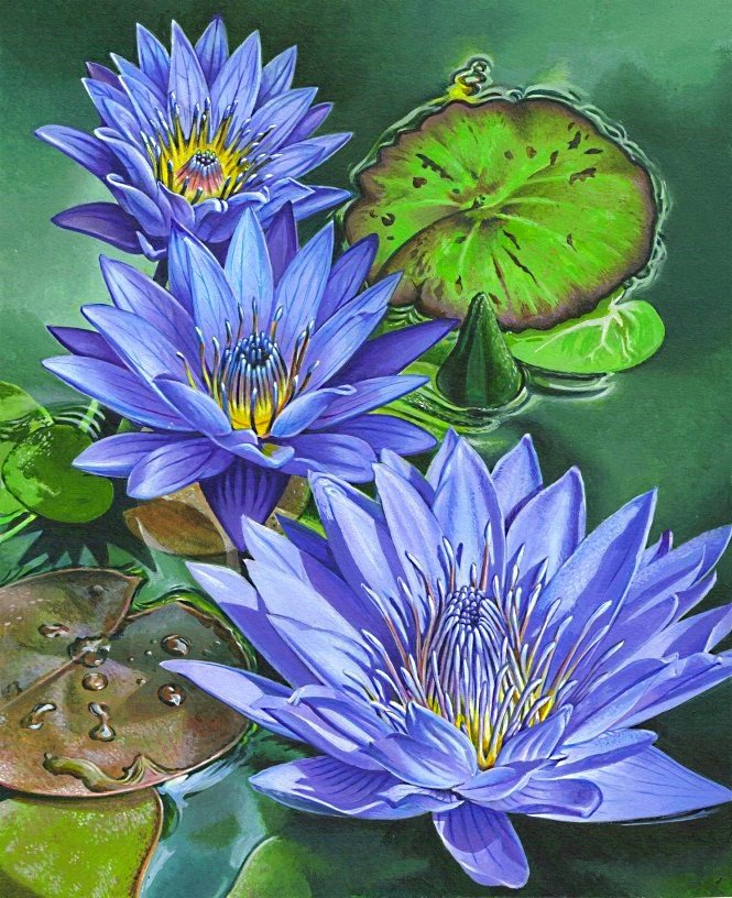 синие лилии - кувшинка, кувшинки, лилии, лилия, лотос, синие цветы - оригинал