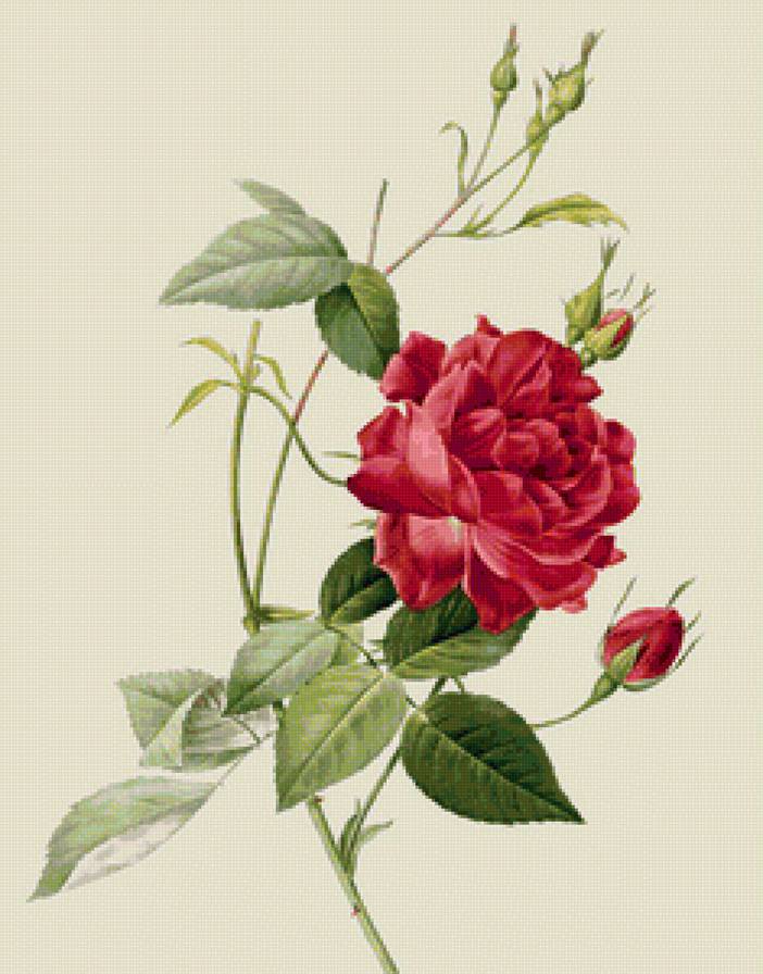 Роза красная - цветы, красная роза, красные цветы, розы, панель, роза, подушка - предпросмотр