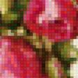 Предпросмотр схемы вышивки «Розы» (№1181725)
