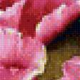 Предпросмотр схемы вышивки «розовые тюльпаны» (№1182265)