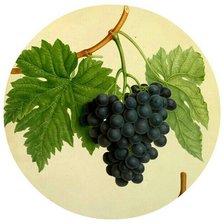 Оригинал схемы вышивки «Виноградная гроздь» (№1183002)