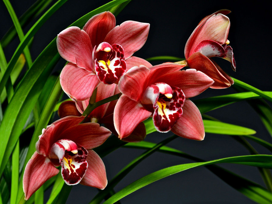 орхидеи - экзотика, цветы, орхидеи, букет - оригинал