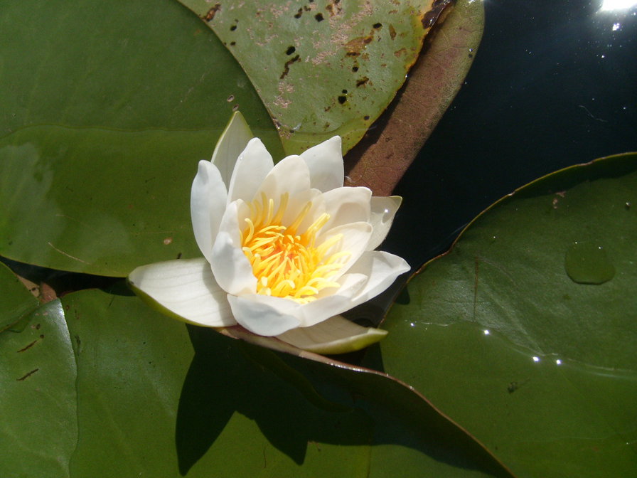 водяная лилия - кувшинка, цветы, водная растительность, водяная лилия - оригинал