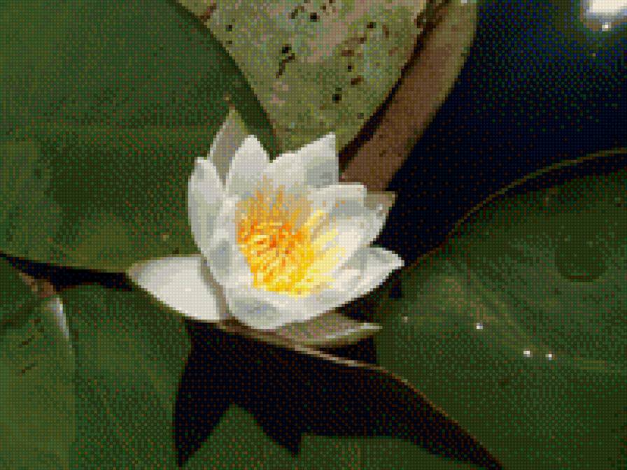 водяная лилия - кувшинка, цветы, водная растительность, водяная лилия - предпросмотр