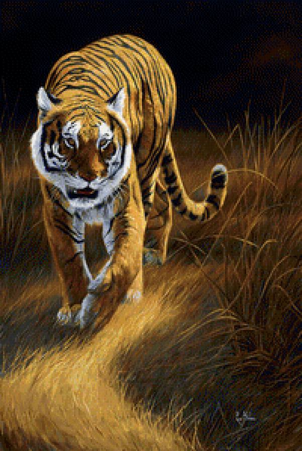 красавец - тигры, животные, звери - предпросмотр