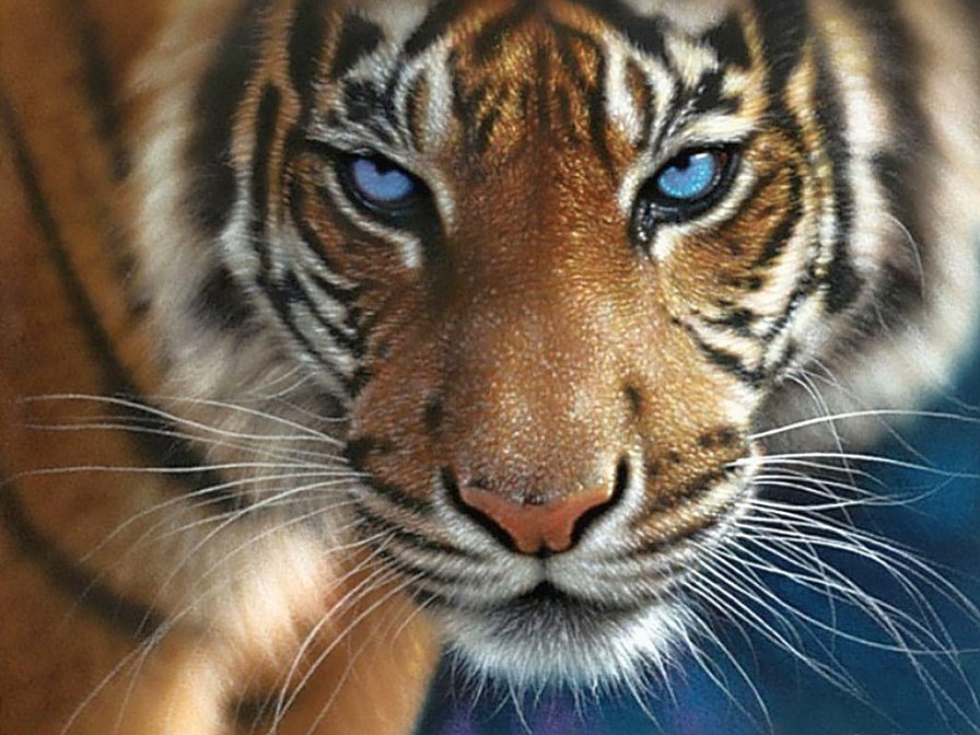 тигр - звери - оригинал
