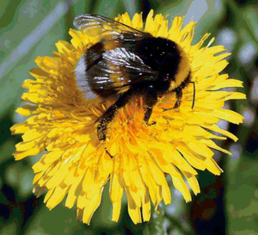 пчёлка на одуванчике - цветы желтый, лето, пчела, одуванчик, насекомые - предпросмотр