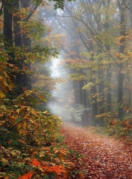 Осень - природа, деревья - оригинал