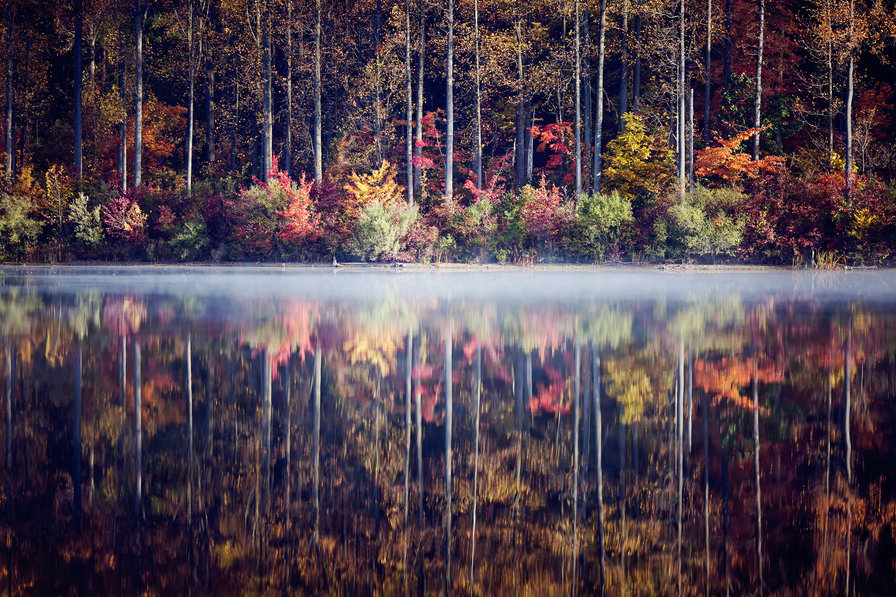 лес в отражении - лес, осень., озеро, отражение - оригинал